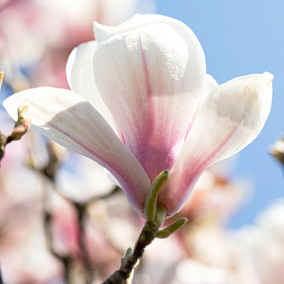 Magnolia x soulangeana 200-230cm - image 5