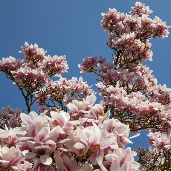Magnolia x soulangeana 200-230cm - image 6