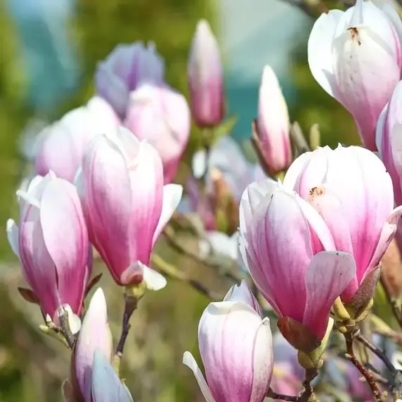 Magnolia x soulangeana 200-230cm - image 1