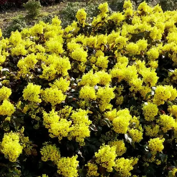 Picture - Minier Nurseries