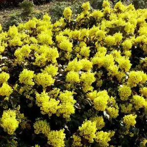 Picture - Minier Nurseries