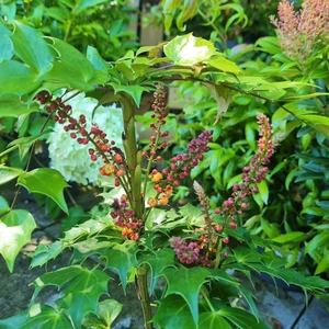 Mahonia eurybracteata 'Cabaret'