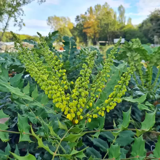 Mahonia × media 'Charity'