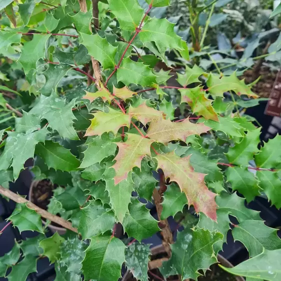 Mahonia × wagneri 'Fireflame'