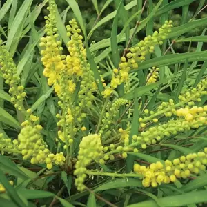 Mahonia eurbracteata subsp. ganpinensis 'Soft Caress' 3L