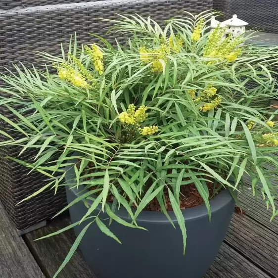 Mahonia eurbracteata subsp. ganpinensis 'Soft Caress' 1L - image 2