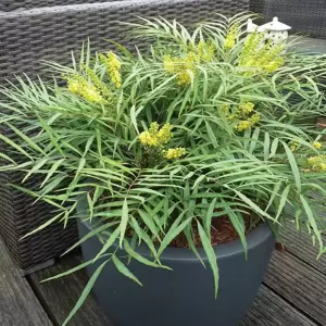 Mahonia eurbracteata subsp. ganpinensis 'Soft Caress' 3L - image 2