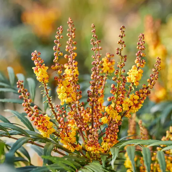 Picture Credit - Plantipp BV®