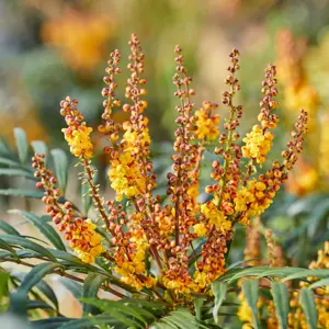 Picture Credit - Plantipp BV®