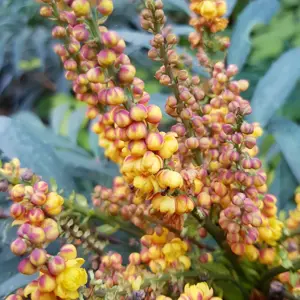 Picture Credit - Plantipp BV®