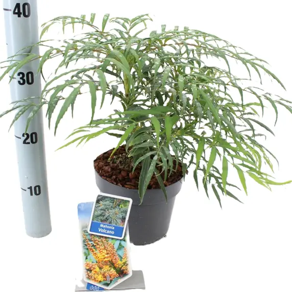 Mahonia 'Volcano' 2L - image 3