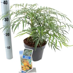 Mahonia 'Volcano' 2L - image 3