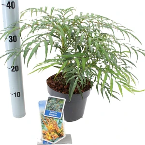 Mahonia 'Volcano' - image 3