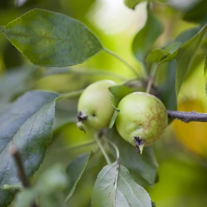 Malus 'John Downie'