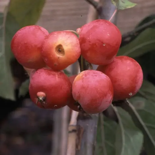 Malus x robusta 'Red Sentinel' - Fan Trained