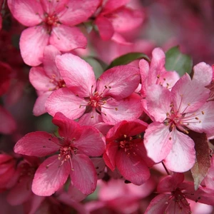 Malus 'Royal Raindrops' - image 1