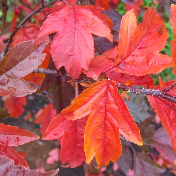 Malus 'Royal Raindrops' - image 2