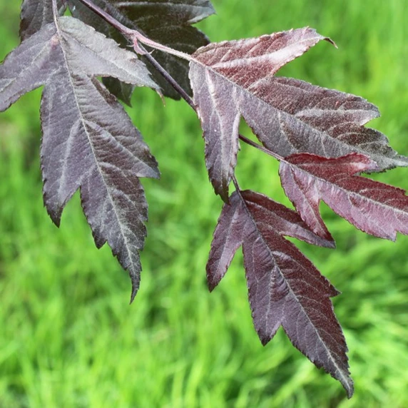 Malus 'Royal Raindrops' - image 3