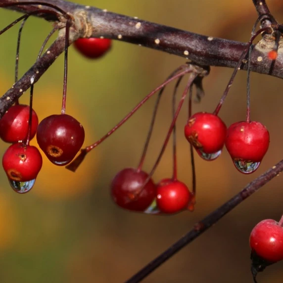 Malus 'Royal Raindrops' - image 4