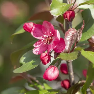 Malus 'Royalty'