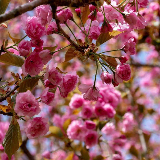 Malus 'Scarlet Brandywine'