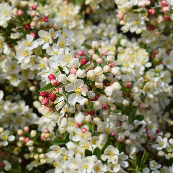 Picture Credit - Frank P Matthews