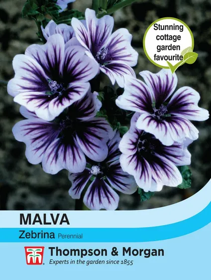 Malva Zebrina - image 1