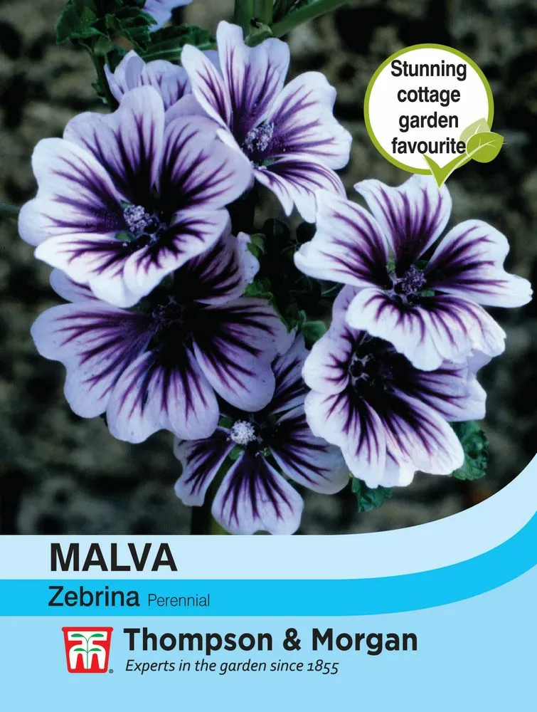 Malva Zebrina - Cowell's Garden Centre | Woolsington