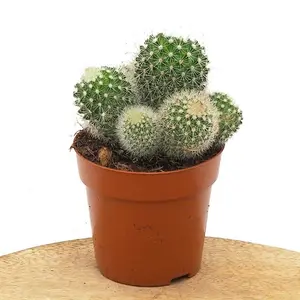 Mammillaria backebergiana subs. ernestii (Fittkau)