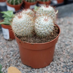 Mammillaria bombycina 12cm - image 2