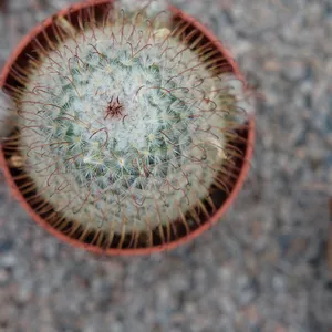 Mammillaria bombycina 10.5cm