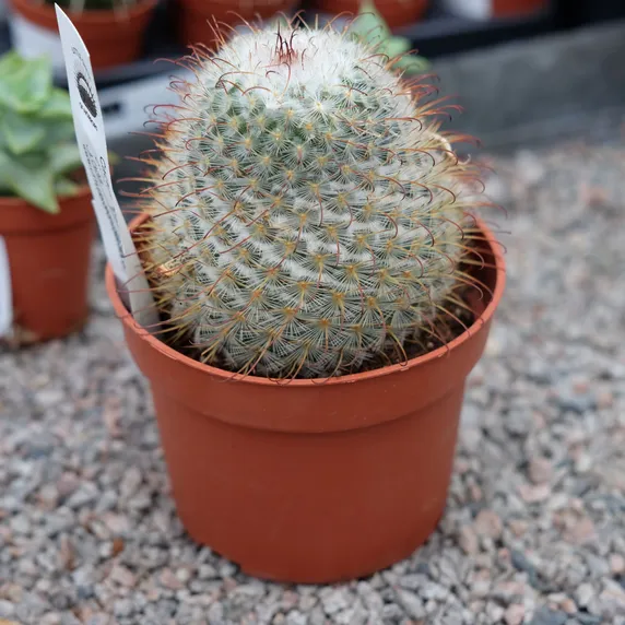 Mammillaria bombycina 10.5cm - image 2