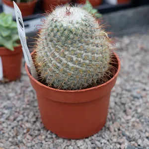 Mammillaria bombycina 10.5cm - image 2