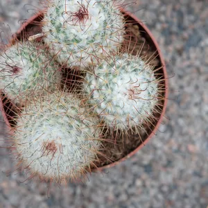 Mammillaria bombycina 12cm - image 1
