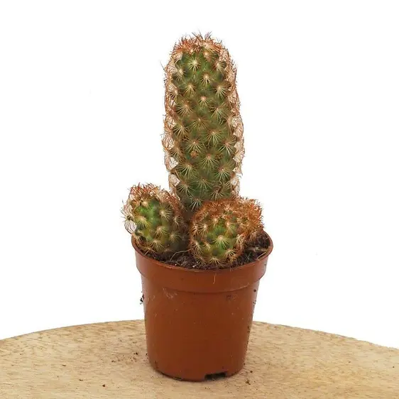 Mammillaria elongata 'Rubra'