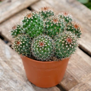 Mammillaria ernestii 12cm