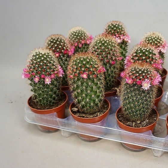 Mammillaria ernestii 8.5cm