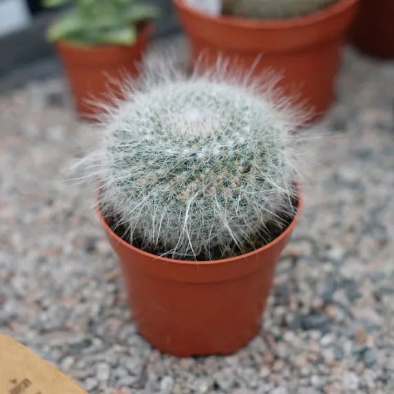 Mammillaria hahniana - image 1