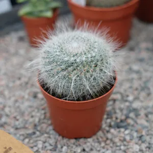 Mammillaria hahniana - image 1