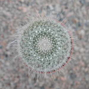 Mammillaria hahniana - image 2
