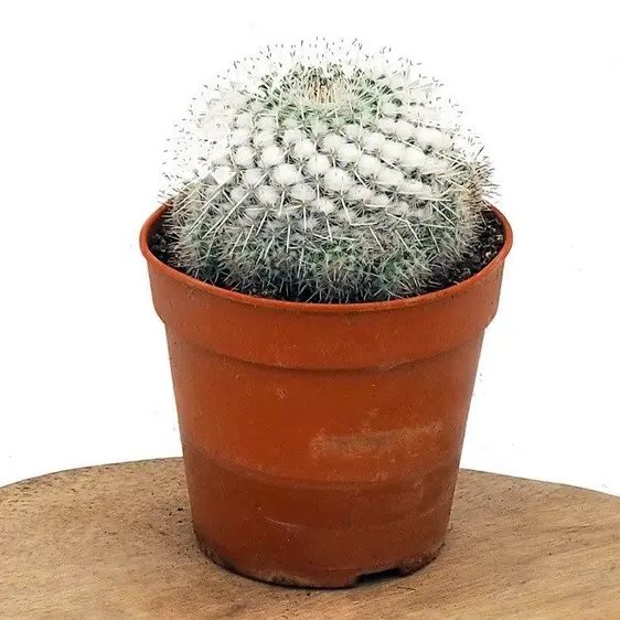 Mammillaria karwinskiana
