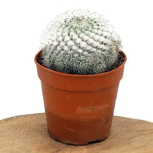 Mammillaria karwinskiana