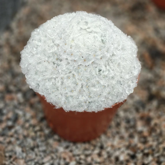 Mammillaria plumosa - image 2