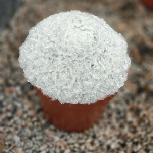 Mammillaria plumosa - image 2