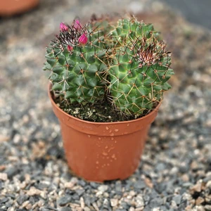 Mammillaria polythele ‘Hidalgensis’ - image 1