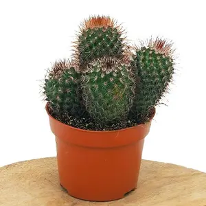 Mammillaria polythele toluca