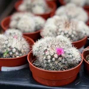 Mammillaria gracilis 'Snowflake'