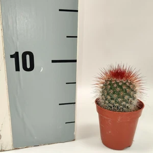 Mammillaria spinosissima 5.5cm - image 1