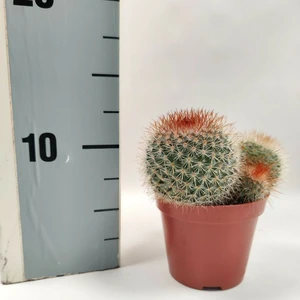 Mammillaria spinosissima 5.5cm - image 2