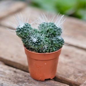 Mammillaria spinosissima 'Un Pico'